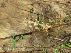 Hyptis oblongifolia