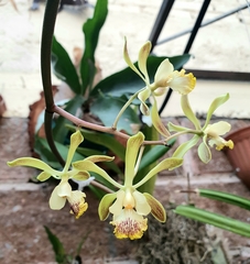 Encyclia alata