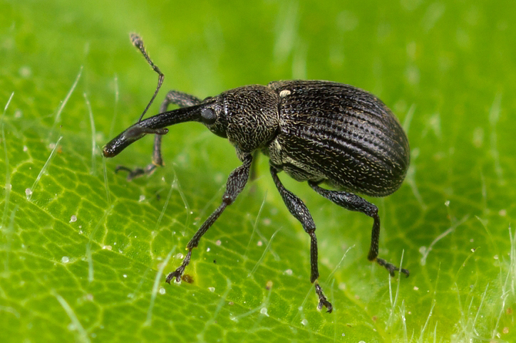 Strawberry blossom weevil, photo 1 of 10
