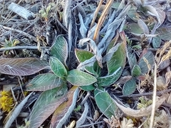 Pilosella officinarum