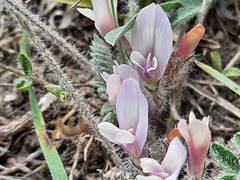 Astragalus dolichophyllus