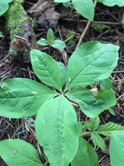 Lysimachia latifolia