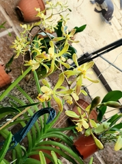 Encyclia alata