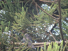 Crotophaga sulcirostris