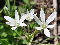 Ornithogalum sintenisii