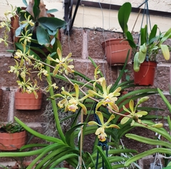 Encyclia alata