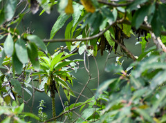 Siphocampylus giganteus