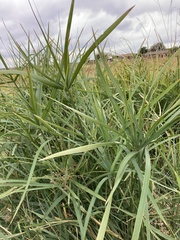 Cyperus