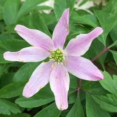 Anemonoides nemorosa