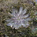 Plantago triandra - Photo (c) John Barkla, algunos derechos reservados (CC BY), uploaded by John Barkla