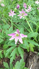 Anemonoides nemorosa