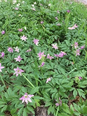 Anemonoides nemorosa