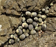Nerita scabricosta