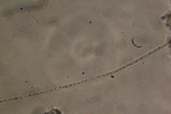 Oscillatoria redekei