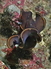 Pseudobiceros splendidus