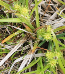 Carex flaviformis