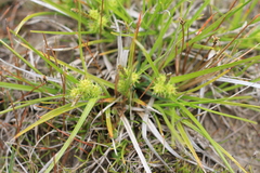 Carex flaviformis