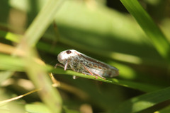 Tretogonia