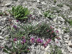 Astragalus buschiorum
