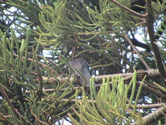 Crotophaga sulcirostris