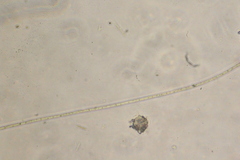 Oscillatoria redekei