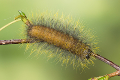 Acronicta leporina