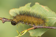 Acronicta leporina