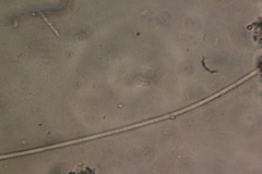 Oscillatoria redekei