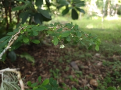 Synostemon albiflorus