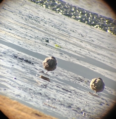 Lophonetta specularioides