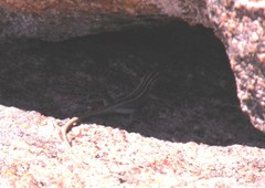 Platysaurus capensis