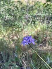 Dichelostemma congestum