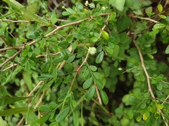 Synostemon albiflorus