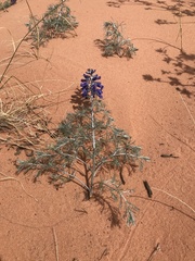 Sophora stenophylla