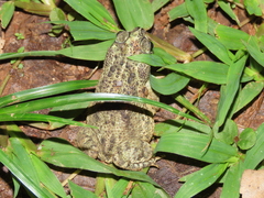 Rhinella beebei