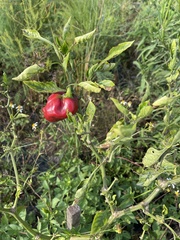 Capsicum frutescens grossum