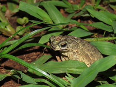 Rhinella beebei