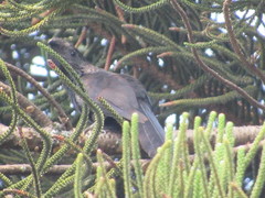 Crotophaga sulcirostris