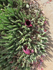 Stapelia leendertziae