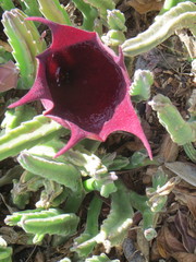 Stapelia leendertziae