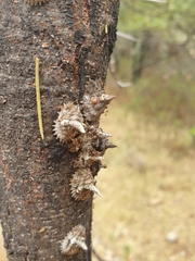 Aspidoproctus