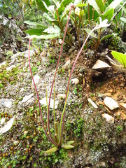 Pinguicula heterophylla