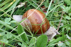Helix pomatia