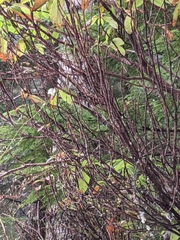 Exobasidium vaccinii-uliginosi