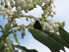 Callophrys augustinus iroides
