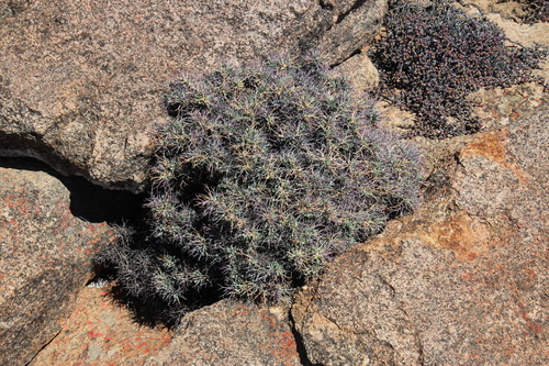 Othonna euphorbioides