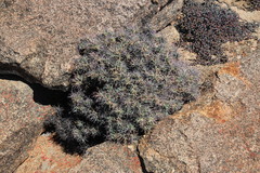Othonna euphorbioides