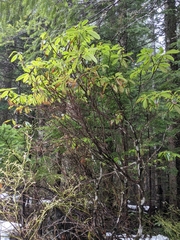 Exobasidium vaccinii-uliginosi