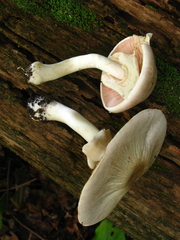 Agaricus leptocaulis