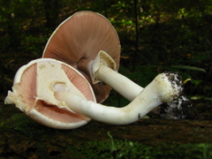Agaricus leptocaulis